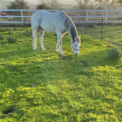 The Healing Power Of Horses