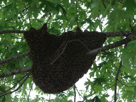 A swarm caught on April 26, 2012 at cousin's house | Bee keeping, April 26, April