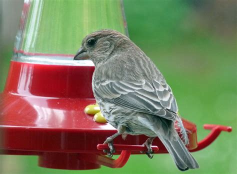 On How To Woo A Female Finch Bird Canada