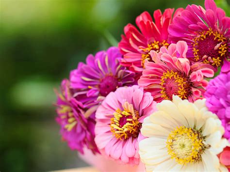 Harvest seeds from zinnia flowers and plant them again next spring for more colorful annuals. Zinnias - Types/Varieties & Growing Tips