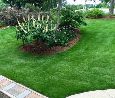 Best Brand Of Zoysia Grass Seed - The Best Grass Seed of 2022