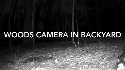 Woods Camera In Backyard Youtube