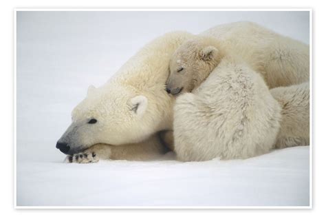 Polar Bear Mother With Cub Print By Kenneth Whitten Posterlounge