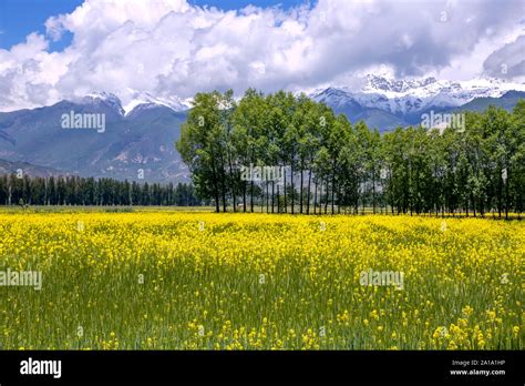 Multi Colored Agricultural Fields And A Dividing Strip Of Trees Against