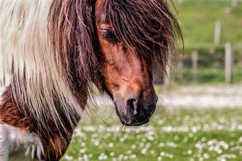 Pony Shetland Shetland Pony Horse Field Free Image From