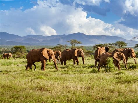 Best Safaris In Africa From The Serengeti To Kruger National Park