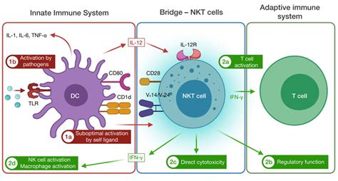 Natural Killer T Cell Nkt Cell Nk Biocell