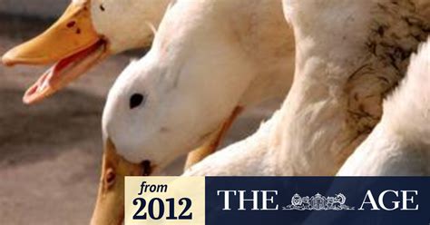 It refers to a group of a viral infection that spread to birds, animals and even humans. Bird flu: 10,000 ducks to be put down