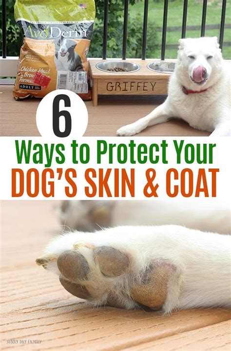 Protect Your Dogs Skin And Coat With These Easy Tips Keep Your Dogs