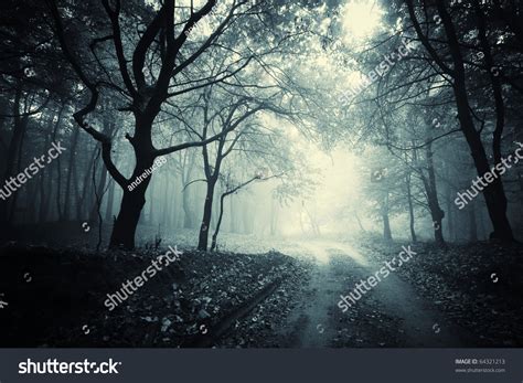 Path Through Dark Forest Stock Photo 64321213 Shutterstock