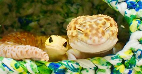 Look At This Super Happy Gecko Who Cant Stop Smiling With Its Toy Gecko