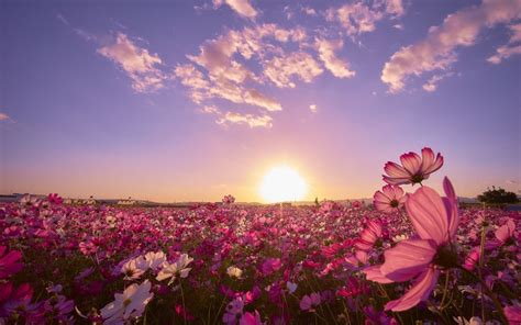 Pink Flower Field Sunrise Wallpaper 2560x1600 1083906 Wallpaperup