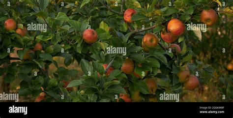 Organic Cultivation Of Apples To Be Harvested Stock Photo Alamy