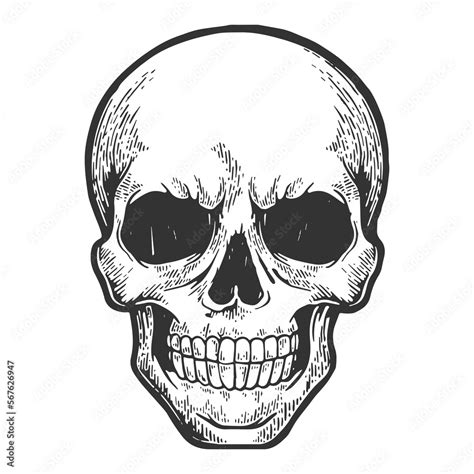 Human Skull Sketch Engraving Png Illustration With Transparent