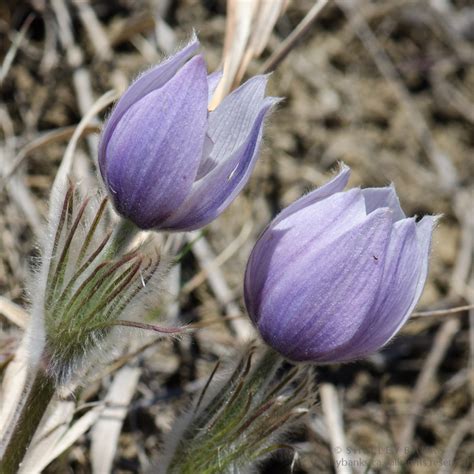 Prairie Wildflowers First Prairie Crocuses Of The Year 2013