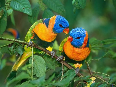 Beauty Secrets And Health Tips Worlds Most Beautiful Birds