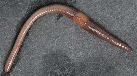 21 Types Of Earthworms Learn More Amazing Facts