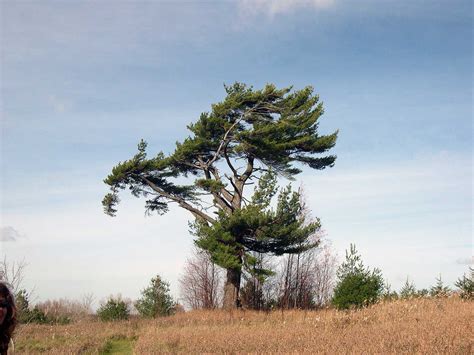 Larbre Provincial Le Pin Blanc