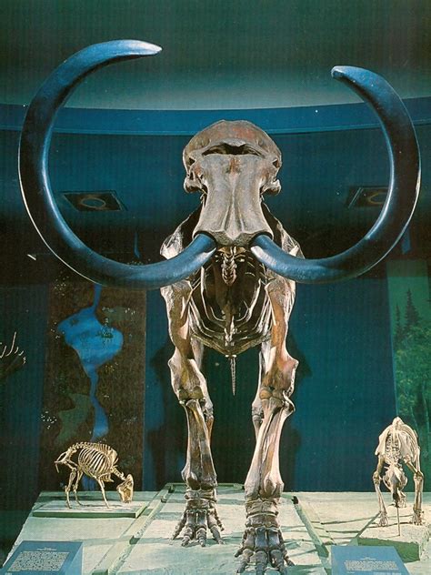 Mammoth Skeleton Sculpture