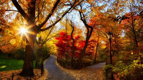 Autumn Sunshine In The Park Backiee