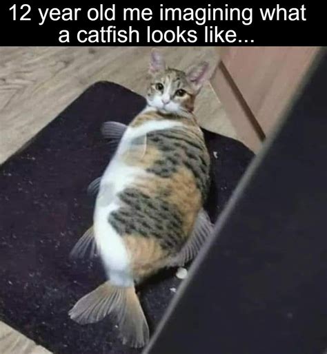 Catfish Animals