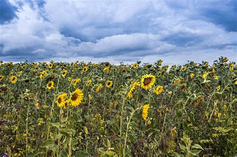 2048x1365 2048x1365 Beautiful Pictures Of Sunflower Coolwallpapersme