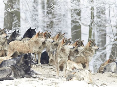 Wild Animals Wolf Many Wolves Chopper Wolves In Winter 4k Ultra Hd Wallpaper For Desktop Laptop