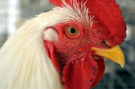 Chickens Farm Animals Facts And News