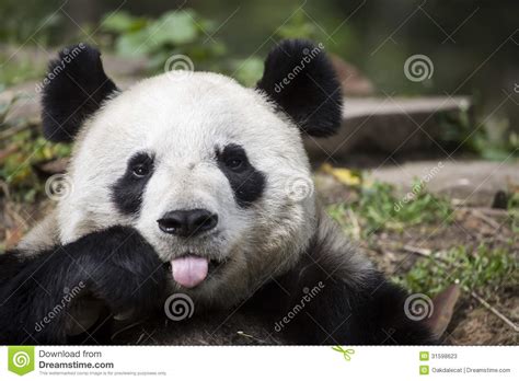Giant Panda Bear Giving The Raspberry Stock Photos Image 31598623