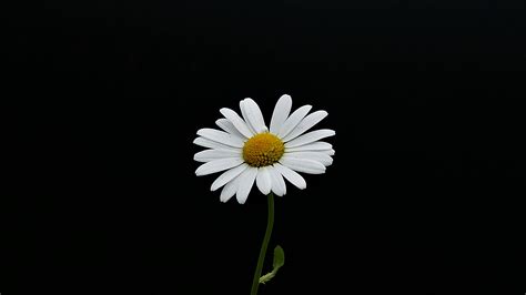 Download Wallpaper 2560x1440 Portrait White Flower Minimal Daisy