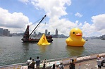 橡皮鴨完成充氣強勢回歸 兩黃鴨「重聚」維港亮相 - 新浪香港