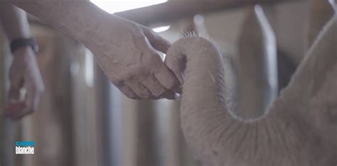 Carte Blanche Wildlife Heroes Saving Rare Albino Baby