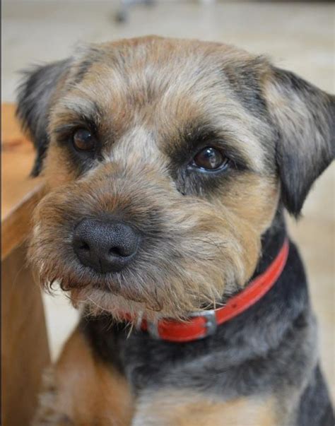 Walter The Tan And Blue Border Terrier Terrier Breeds Border Terrier