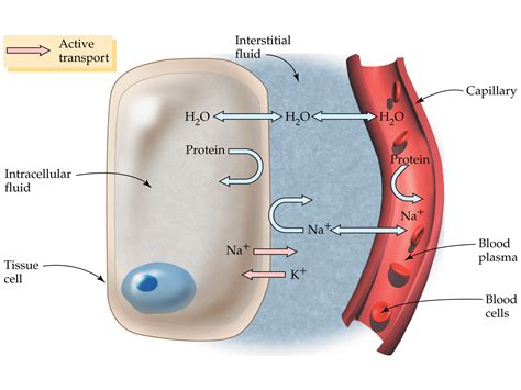 Interstitial Fluid Lymphatic System Water Linfatico