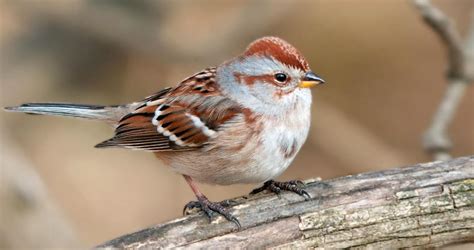 Photos And Videos For American Tree Sparrow All About Birds Cornell