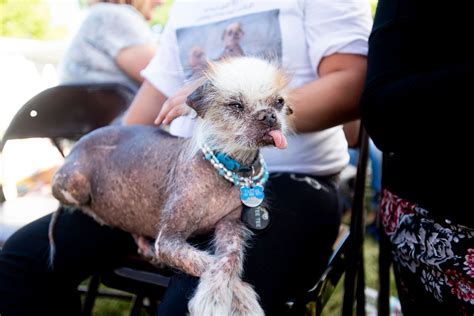 Scamp The Tramp Wins Worlds Ugliest Dog Contest The Seattle Times