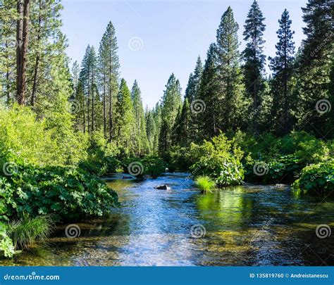 Mccloud River Flowing Through Shasta National Forest Siskiyou County