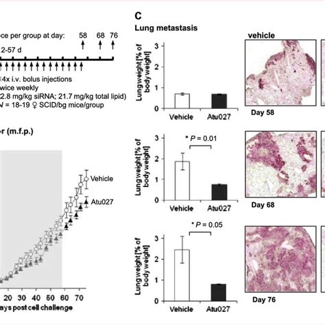 Atu027 Efficacy On Pulmonary Metastasis In Experimental Metastasis