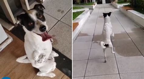 Facebook Viral Perrito Que Nació Con Las Patas Torcidas Conmueve A