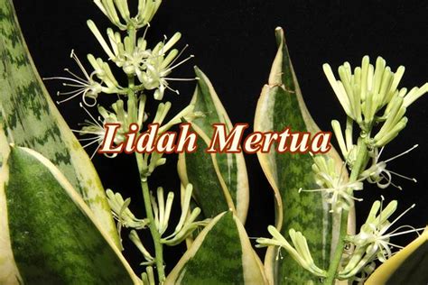Lidah buaya diketahui memiliki banyak khasiat bagi kulit dan rambut. 20 Manfaat Tanaman Lidah Mertua (Sansevieria) dan Cara ...