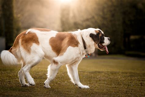 Why The Saint Bernard Is A Gentle Giant St Bernard Dogs Dog Breeds