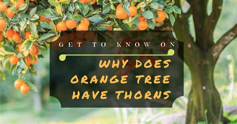 Get To Know On Why Does Orange Tree Have Thorns Sumo Gardener