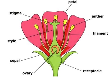 Male And Female Flower Parts Flower Parts Diagram Plant Structure