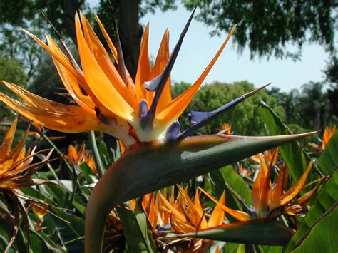 Strelitzia Reginae Bird Of Paradise Flower World Of Flowering Plants