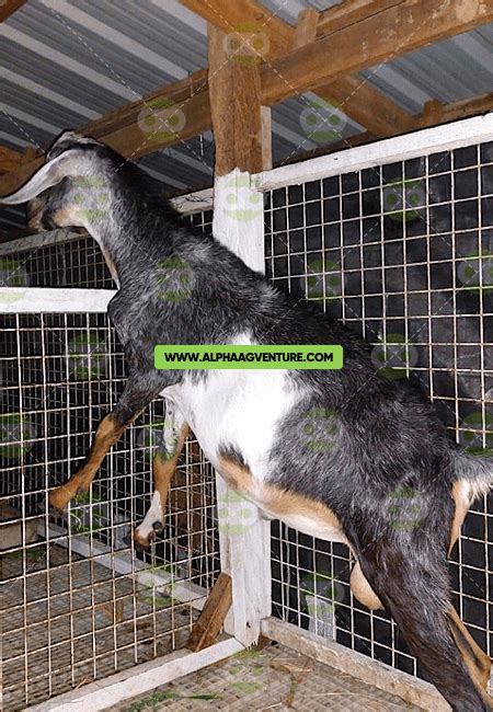 Buy Purebred Anglo Nubian Goat For Sale Best Dairy Goat
