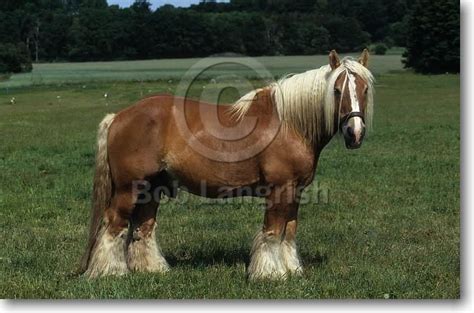 images  jutland  pinterest   urban setting  horse breeds