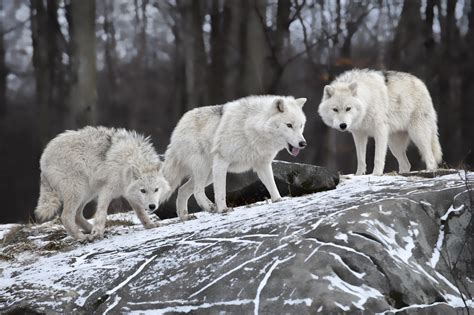 Wallpaper Wolf Forest Snow Cute Animals Animals 4736
