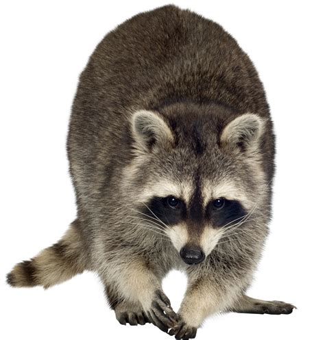 Raccoon Dog Rodent Clip Art Raccoon Png Download 12191280 Free