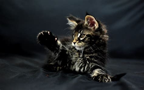 Lol Cats Cat Humor Funny Kitten Wallpapers Hd Desktop And Mobile