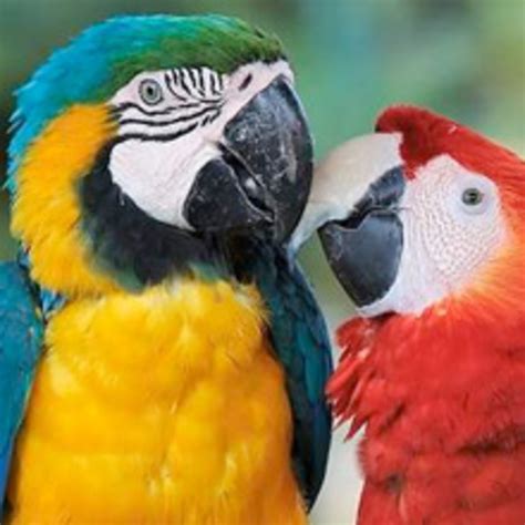 Buy Parrots And Exotic Pets Parrots Of The World Pet